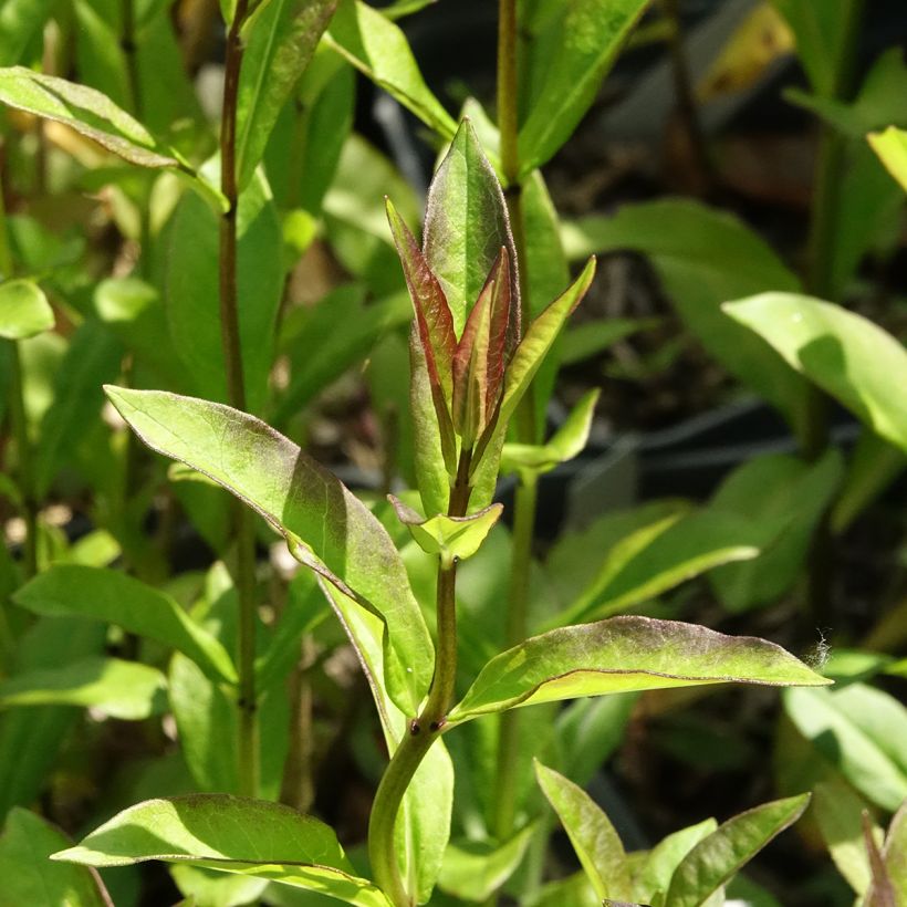 Phlox paniculata Aureole (Fogliame)