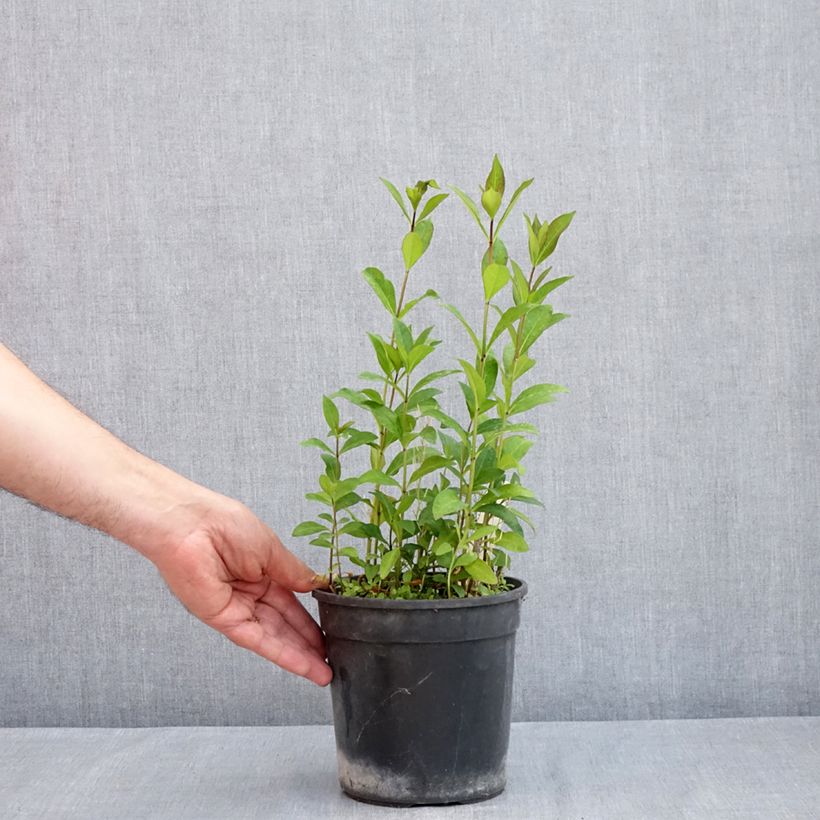 Phlox paniculata Aureole Vaso da 2L/3L esemplare consegnato in primavera