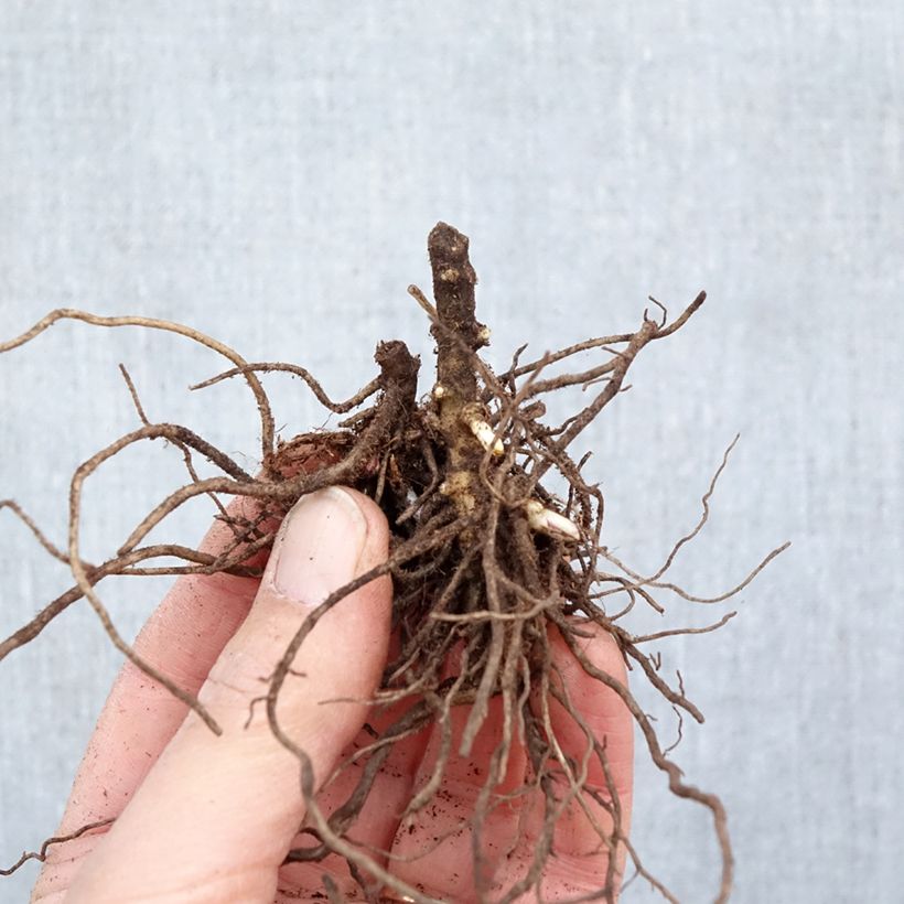 Phlox paniculata Aureole Piante piccole a radice nuda esemplare consegnato in inverno