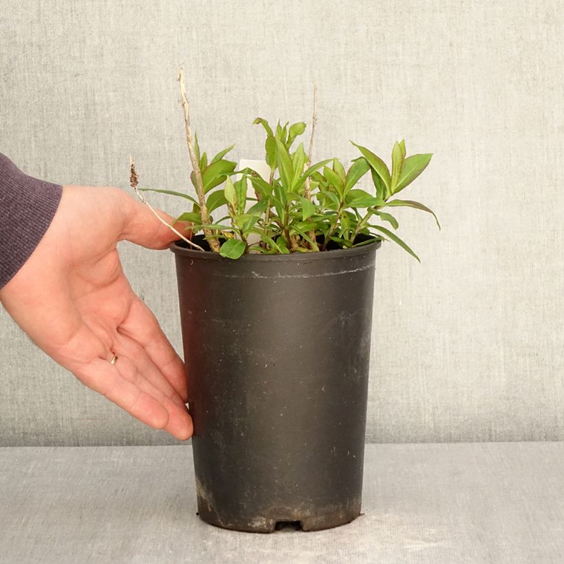 Phlox paniculata Bambini Candy Crush Vaso da 2L/3L esemplare consegnato in primavera