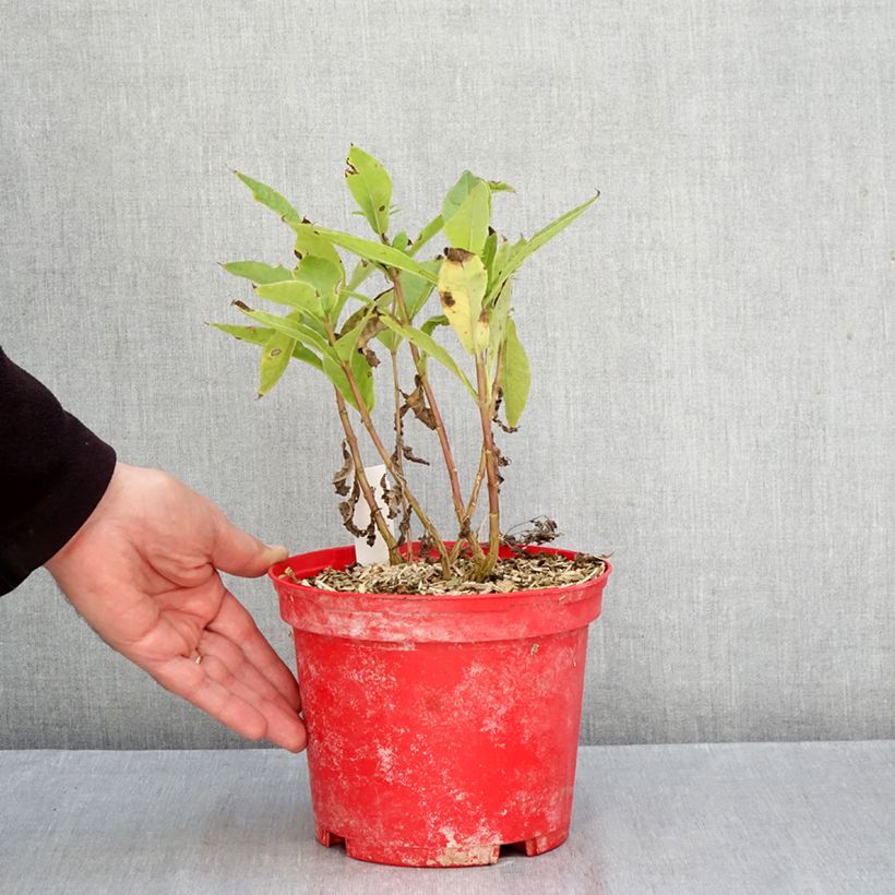 Esemplare di Phlox paniculata Bambini Candy Crush Piante piccole a radice nuda come consegnato in autunno