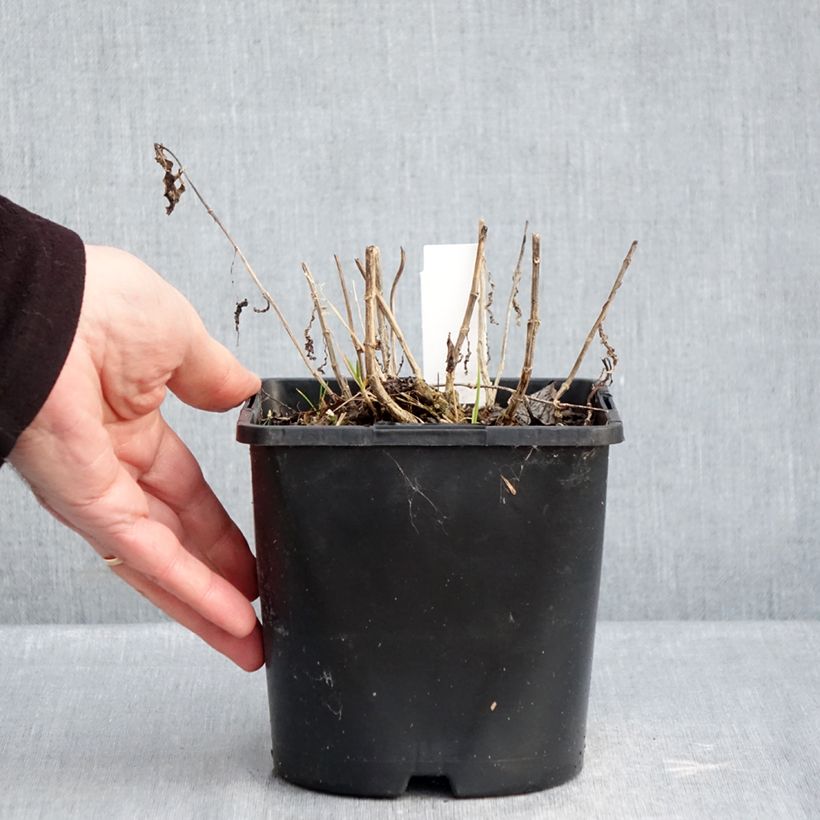 Phlox paniculata Bambini Desire Vaso da 2L/3L esemplare consegnato in inverno