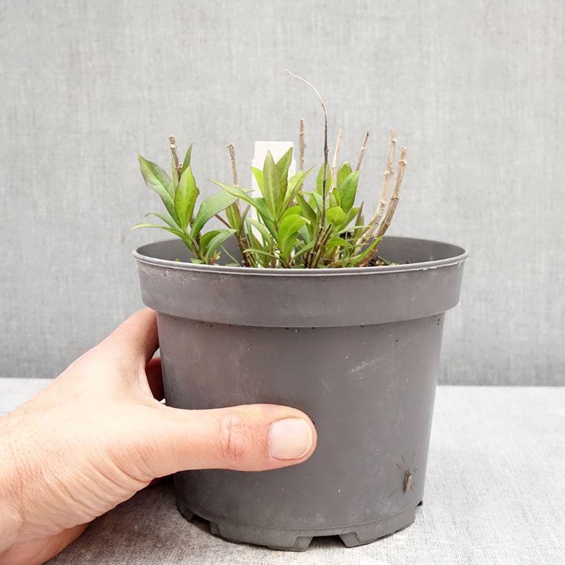 Phlox paniculata Bambini Desire Vaso da 2L/3L esemplare consegnato in primavera