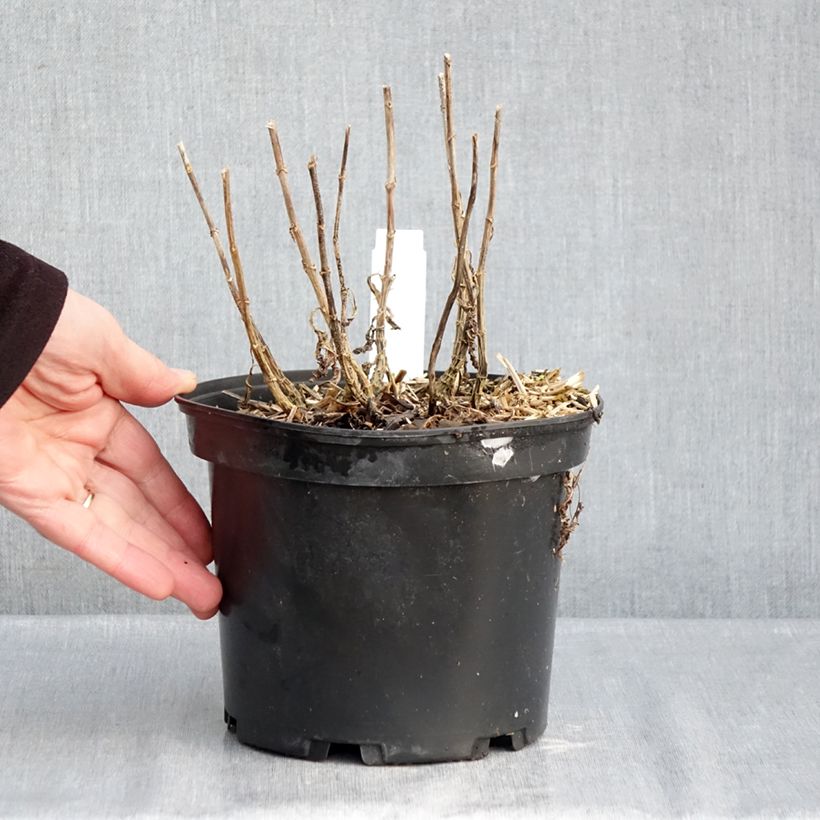 Phlox paniculata Bambini Sweet Tart Vaso da 2L/3L esemplare consegnato in inverno