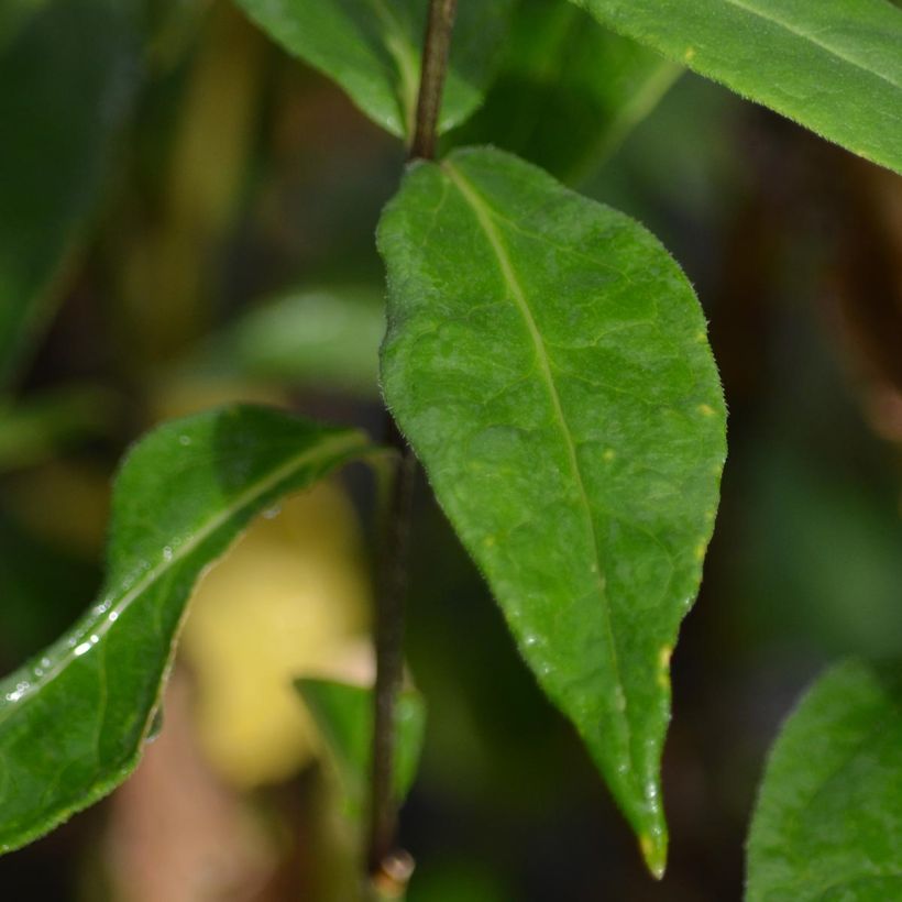 Phlox paniculata Blue Paradise (Fogliame)