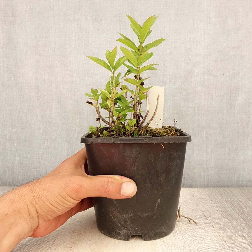 Esemplare di Phlox paniculata Butonik Vaso da 2L/3L consegnato in estate