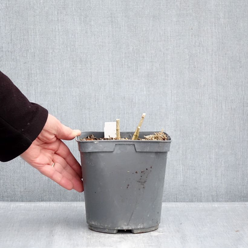 Phlox paniculata Cleopatra Vaso da 2L/3L esemplare consegnato in inverno