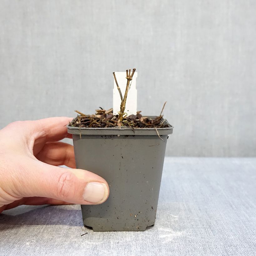 Phlox paniculata Elisabeth Vasetto da 8/9 cm esemplare consegnato in inverno