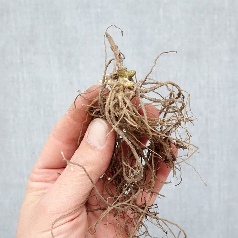 Phlox paniculata Europa Piante piccole a radice nuda esemplare consegnato in inverno