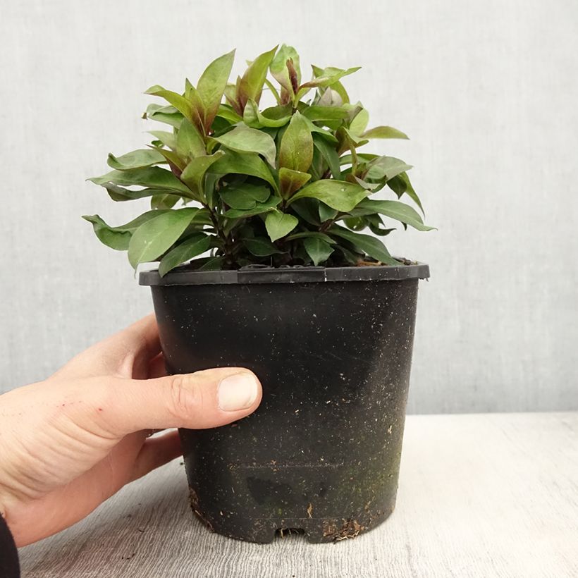 Phlox paniculata Famous Cerise Vaso da 1,5L/2L esemplare consegnato in primavera