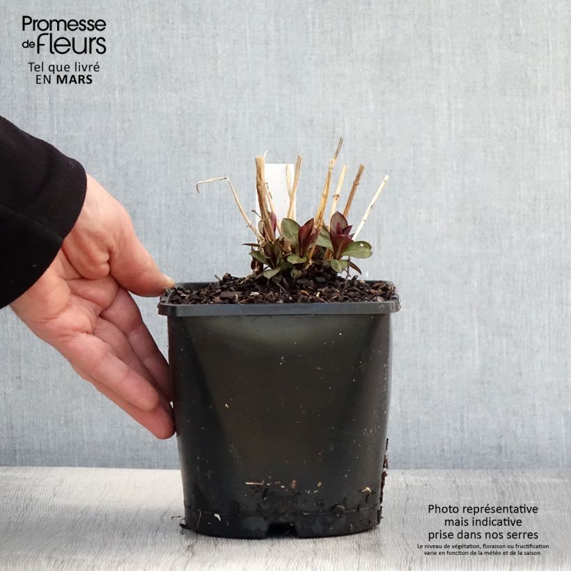 Phlox paniculata Famous Purple Vaso da 2L/3L esemplare consegnato in primavera