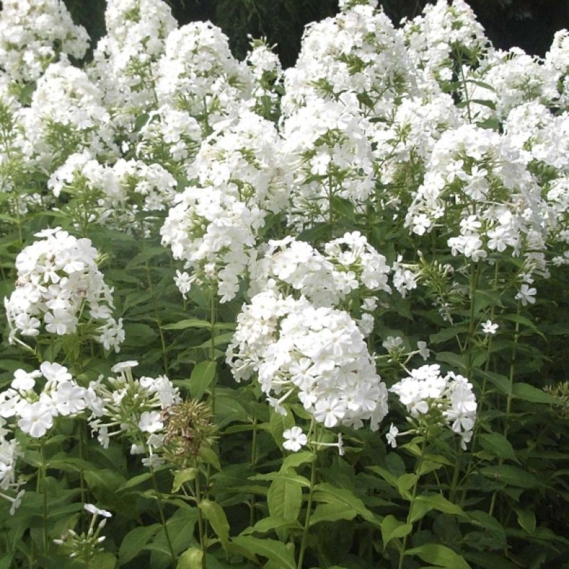 Phlox paniculata Fujiyama (Fioritura)