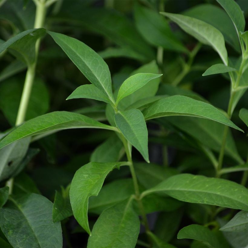 Phlox paniculata Fujiyama (Fogliame)