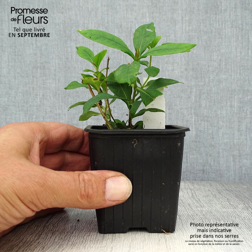 Esemplare di Phlox paniculata Graf Zeppelin Vasetto da 8/9 cm come consegnato in autunno