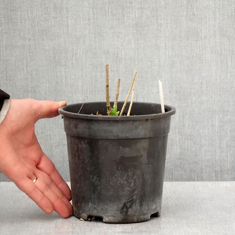 Phlox paniculata Jade Vaso da 2L/3L esemplare consegnato in primavera