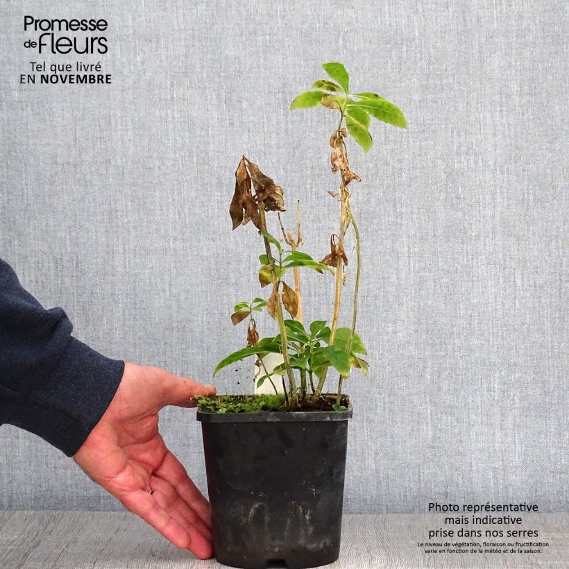 Esemplare di Phlox paniculata Laura Pot de 1,5L/2L come consegnato in autunno