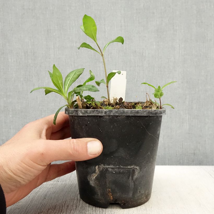 Phlox paniculata Laura Vaso da 1,5L/2L esemplare consegnato in primavera