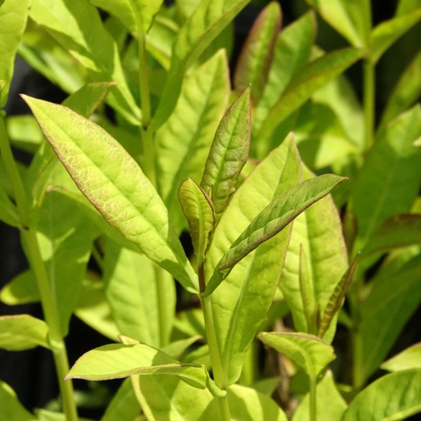Phlox paniculata Little Laura (Fogliame)
