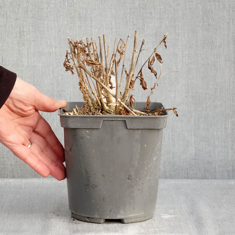 Phlox paniculata Mike's Favourite Vaso da 2L/3L esemplare consegnato in inverno