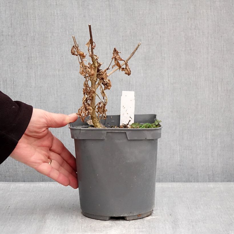 Phlox paniculata Modern Art Vaso da 2L/3L esemplare consegnato in inverno