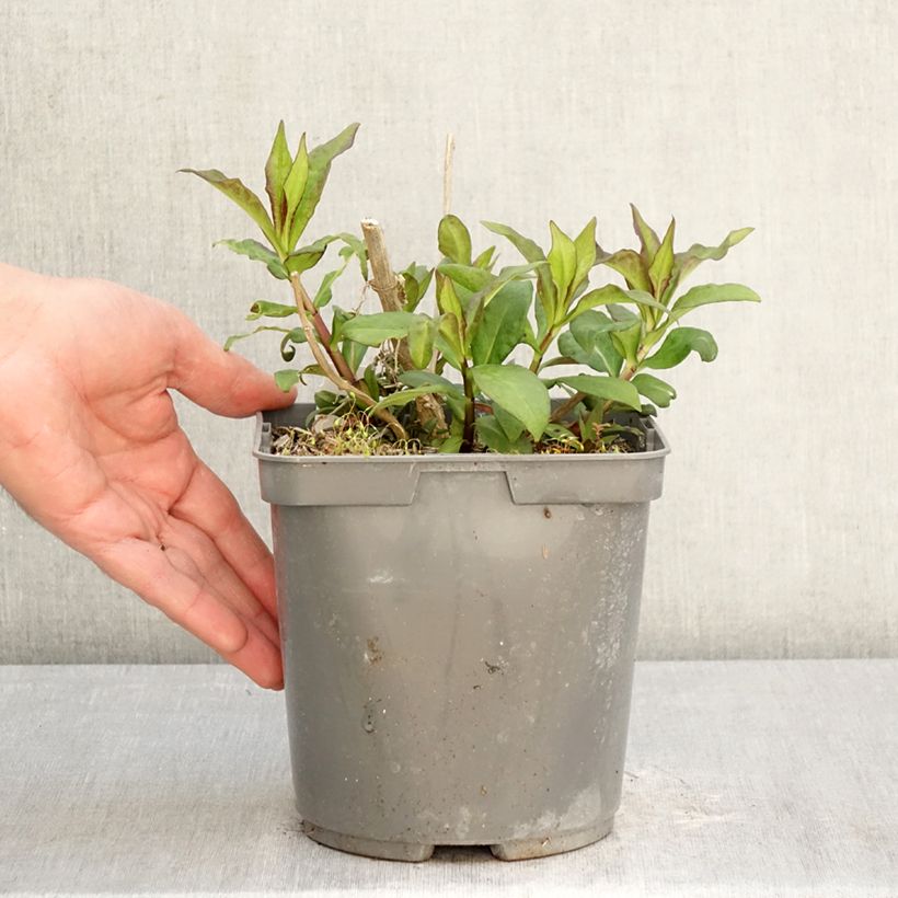 Phlox paniculata Modern Art Vaso da 2L/3L esemplare consegnato in primavera
