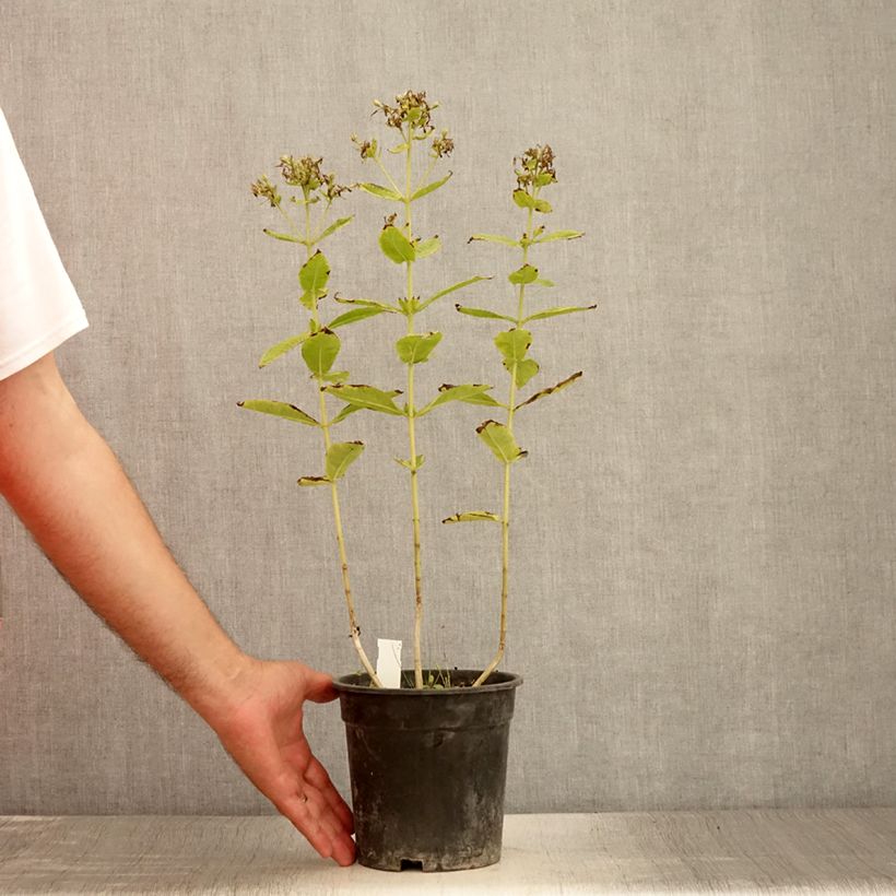 Esemplare di Phlox paniculata Mystic Green Vaso da 2L/3L consegnato in estate