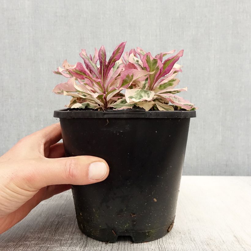 Phlox paniculata Olympus Vaso da 1,5L/2L esemplare consegnato in primavera