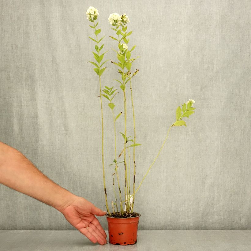 Esemplare di Phlox paniculata Orchid Green Vaso da Ø 12 cm / 13 cm consegnato in estate