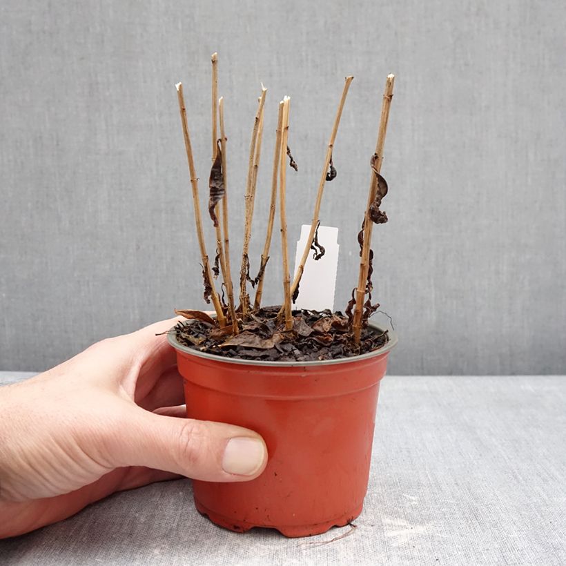 Phlox paniculata Orchid Green - Phlox paniculé Vaso da Ø 12 cm / 13 cm esemplare consegnato in inverno