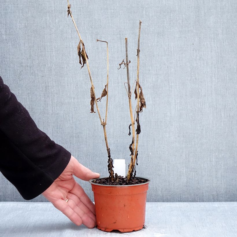 Phlox paniculata Orchid Yellow - Phlox paniculé Vaso da Ø 12 cm / 13 cm esemplare consegnato in inverno