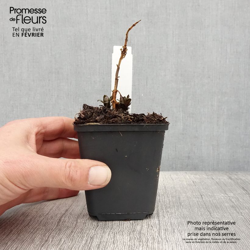 Phlox paniculata Pink Eye Flame Vasetto da 8/9 cm esemplare consegnato in inverno