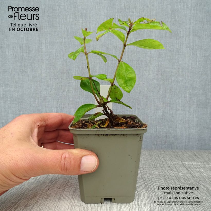 Esemplare di Phlox paniculata Purple Eye Flame Vasetto da 8/9 cm come consegnato in autunno