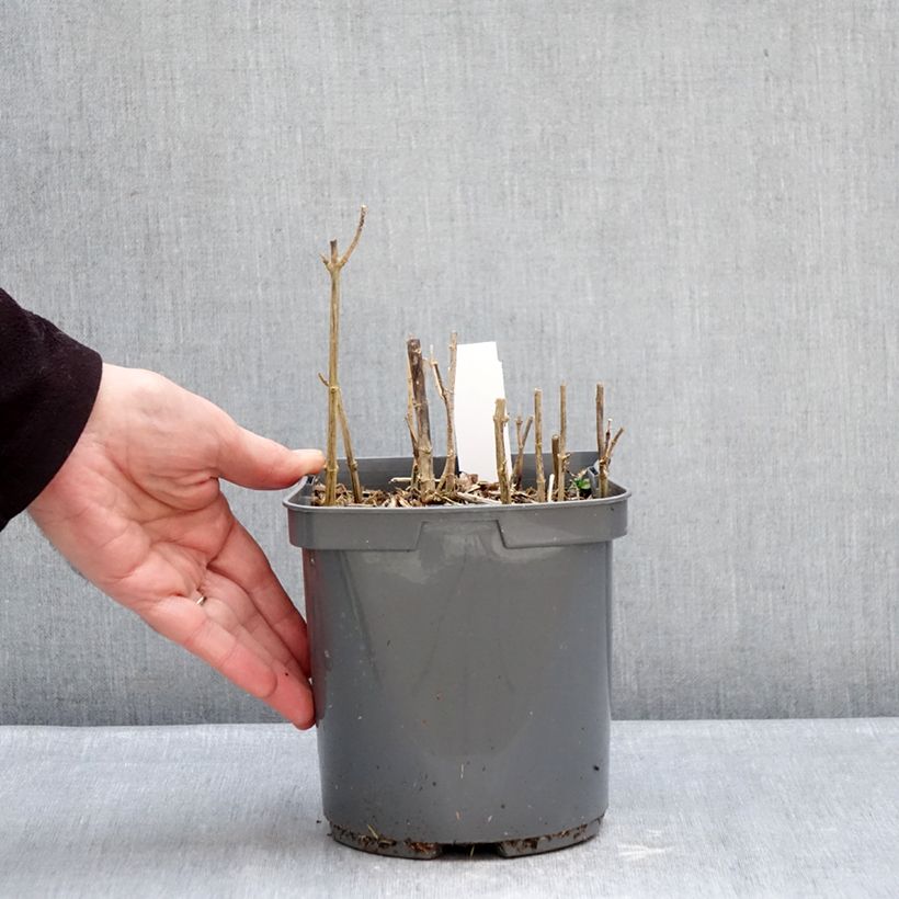 Phlox paniculata Sherbet Blend Vaso da 2L/3L esemplare consegnato in inverno