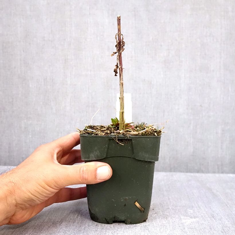 Esemplare di Phlox paniculata Starfire Vaso da 1,5L/2L come consegnato in autunno