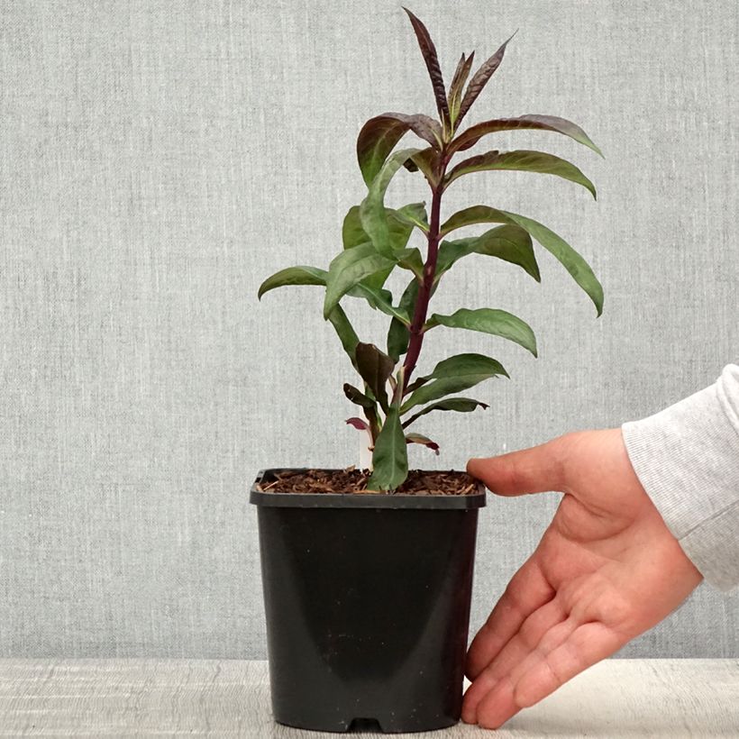 Example of Phlox paniculata Starfire Vaso da 1,5L/2L as you get in printemps