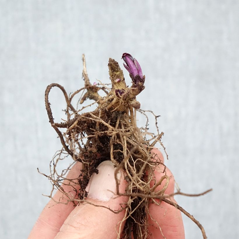 Phlox paniculata Starfire Piante piccole a radice nuda esemplare consegnato in inverno