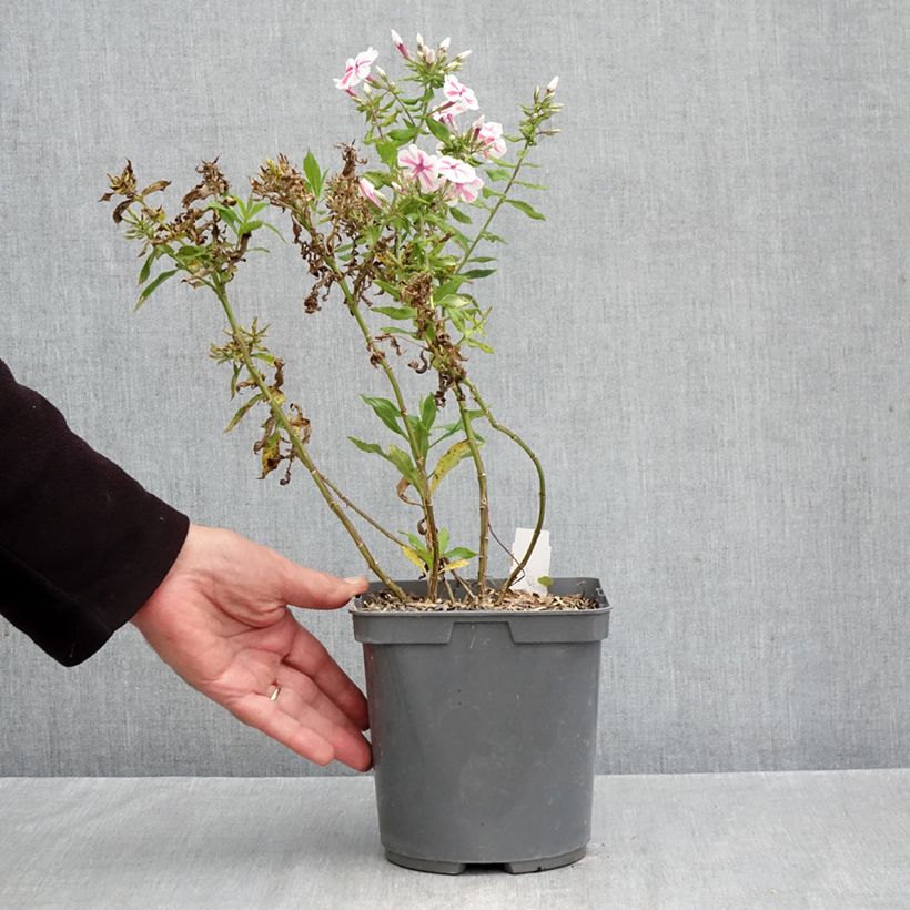 Esemplare di Phlox paniculata Twister Vaso da 2L/3L come consegnato in autunno