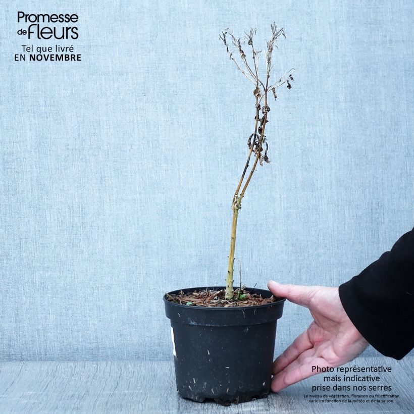 Esemplare di Phlox paniculata Uspech Pot de 2L/3L come consegnato in autunno
