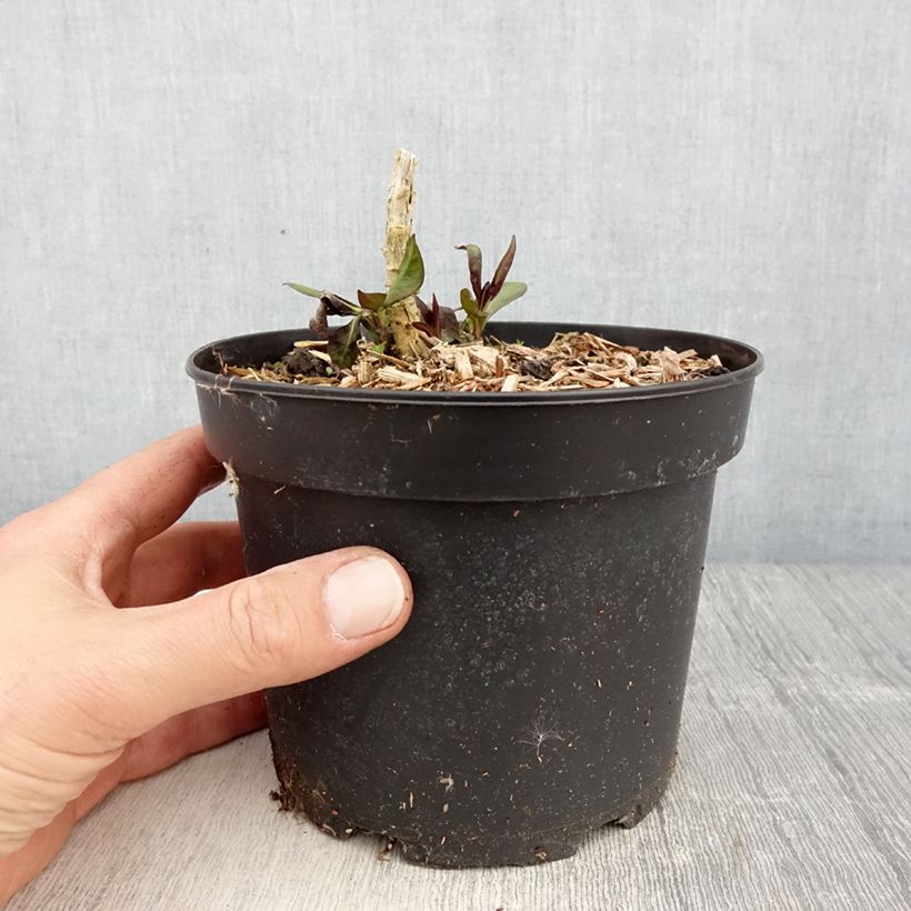 Example of Phlox paniculata Uspech Vaso da 2L/3L as you get in printemps