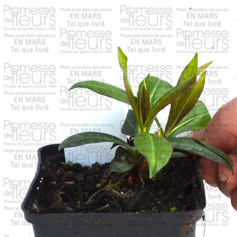 Esempio di esemplare Phlox paniculata Violet Flame Vasetto da 8/9 cm come consegnato