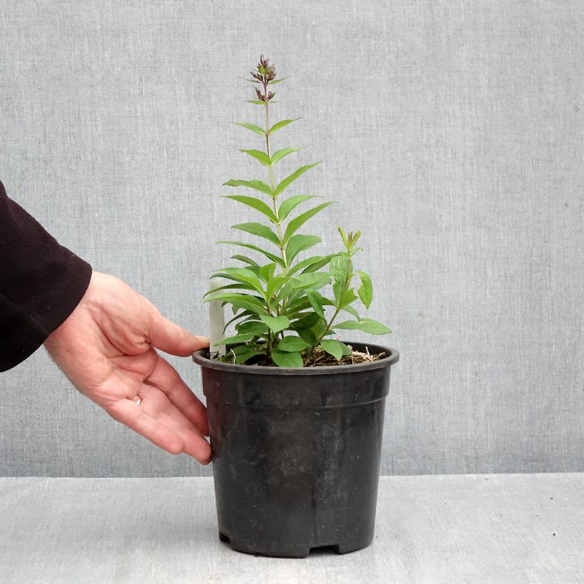 Esemplare di Phlox paniculata Younique Old Blue Vaso da 2L/3L come consegnato in autunno