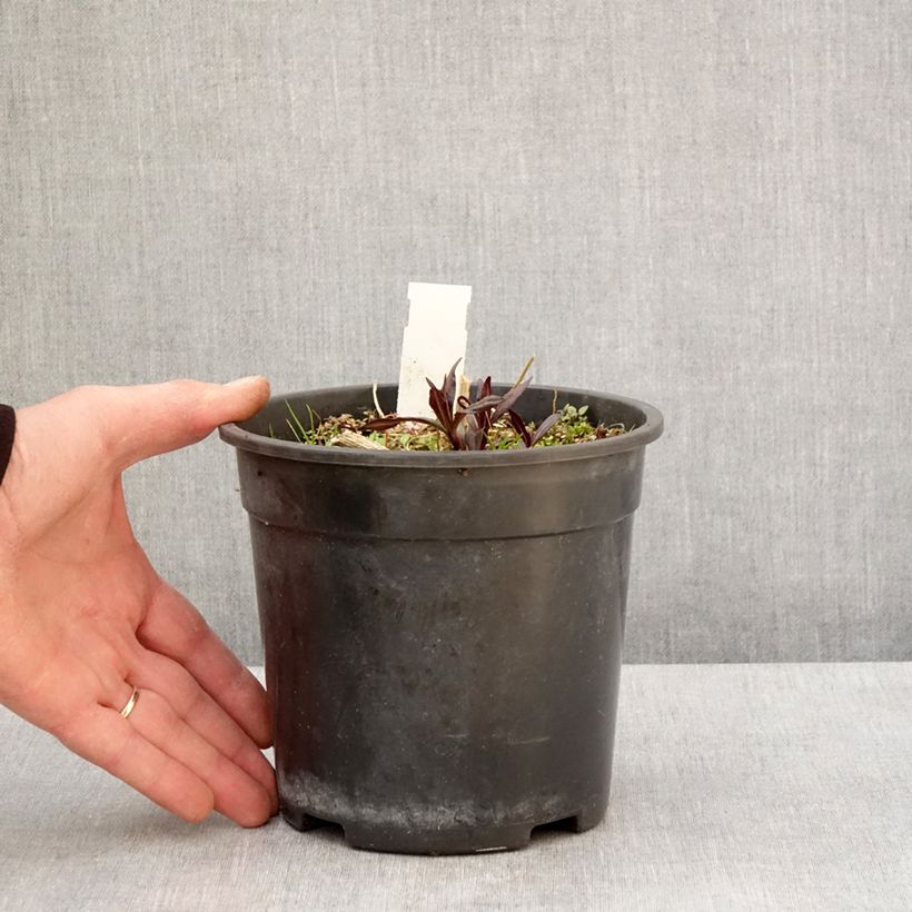 Phlox paniculata Younique Old Purple Vaso da 2L/3L esemplare consegnato in primavera