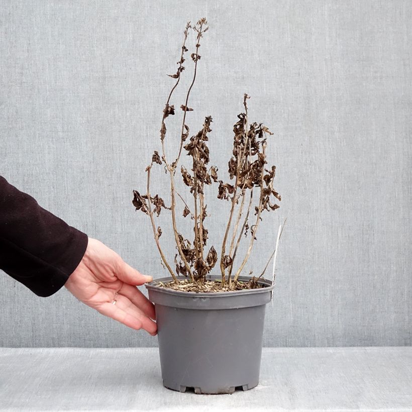 Phlox paniculata Younique Red Vaso da 2L/3L esemplare consegnato in inverno