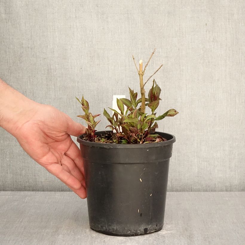 Phlox paniculata Younique Red Vaso da 2L/3L esemplare consegnato in primavera