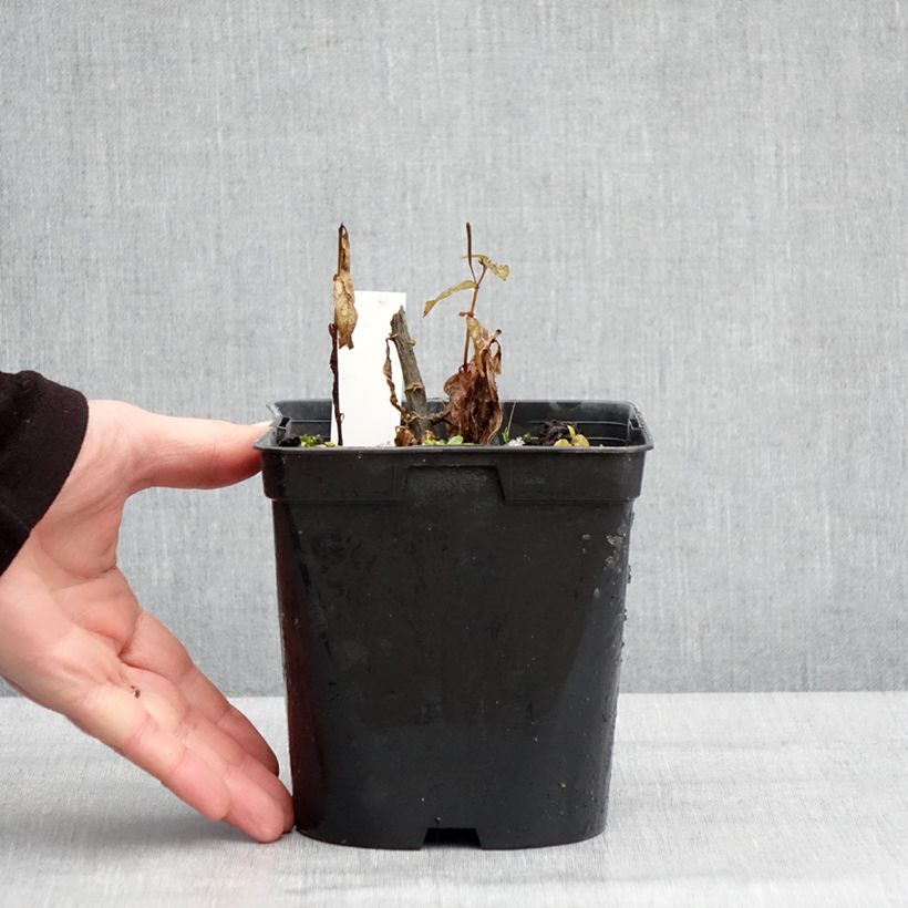 Phlox paniculata Younique Trendy Vaso da 2L/3L esemplare consegnato in inverno