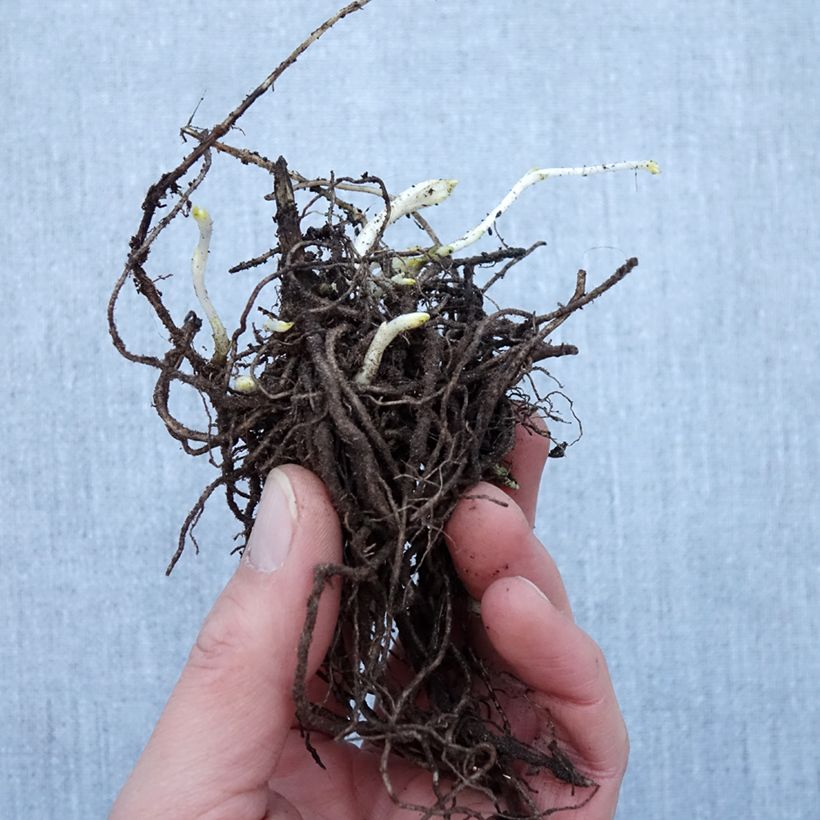 Example of Phlox paniculata Younique White Piante piccole a radice nuda as you get in hiver