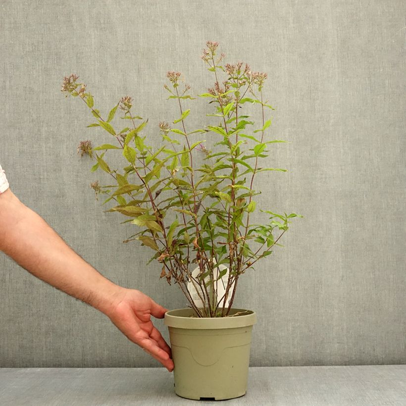 Esemplare di Phlox Queen Paola Pot de 3L/4L consegnato in estate