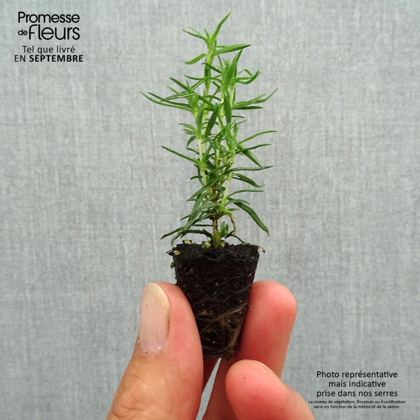 Example of Phlox subulata Atropurpurea - Muscio rosa mini zolla... as you get in automne