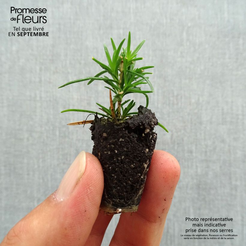 Esemplare di Phlox subulata Cushion Blue - Muscio rosa mini zolla... come consegnato in autunno