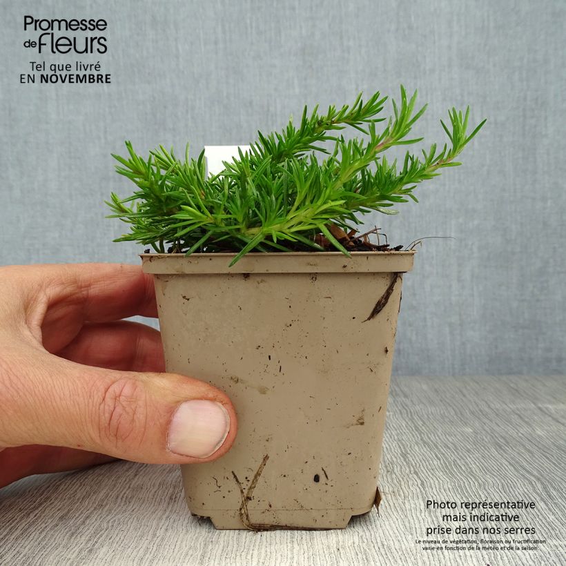 Esemplare di Phlox subulata McDaniel's Cushion - Muscio rosa Vasetto da 8/9 cm come consegnato in autunno